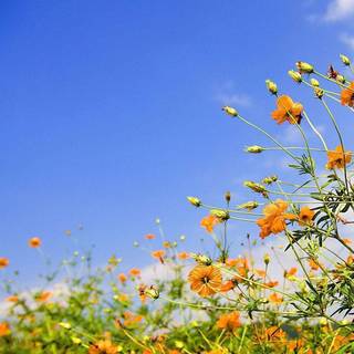 Its spring time wallpaper