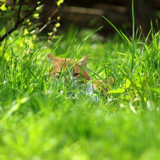 Spring grassland wallpaper