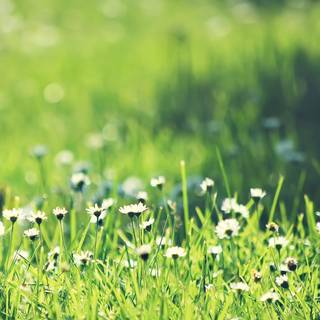 Spring grassland wallpaper