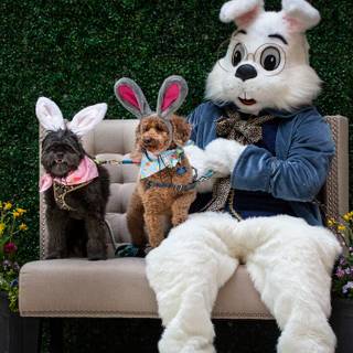 Easter cat and bunny wallpaper