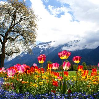Colorful spring nature wallpaper