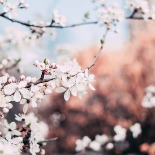 Its spring time wallpaper