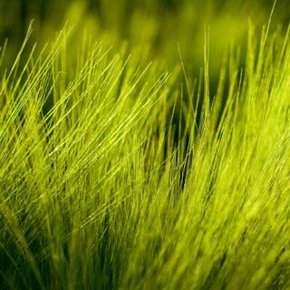 Spring grassland wallpaper