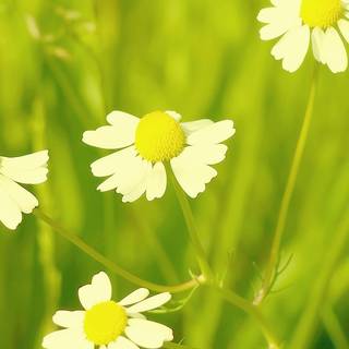 Spring grassland wallpaper