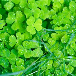 Spring grassland wallpaper