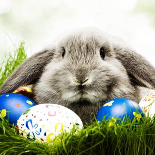 Easter cat and bunny wallpaper