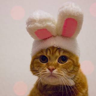 Easter cat and bunny wallpaper