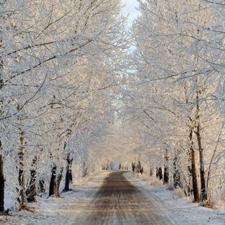 Natural winter road way wallpaper