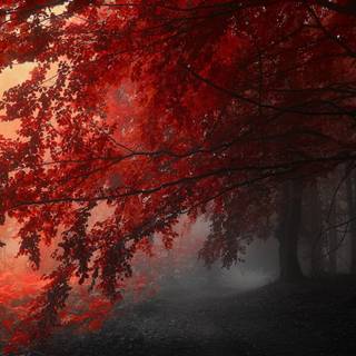 Red fog wallpaper