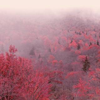 Red fog wallpaper