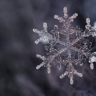 Snow crystal wallpaper