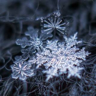 Snow crystal wallpaper