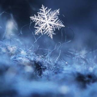Snow crystal wallpaper