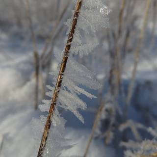 Snow crystal wallpaper