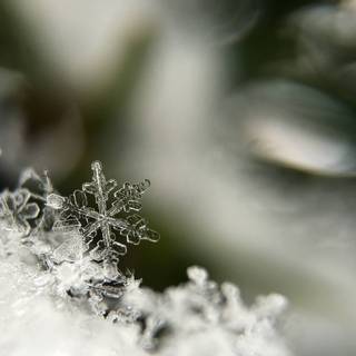 Snow crystal wallpaper