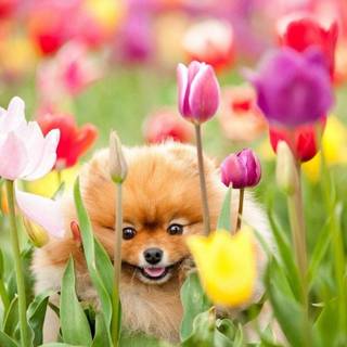 Cute animal spring wallpaper