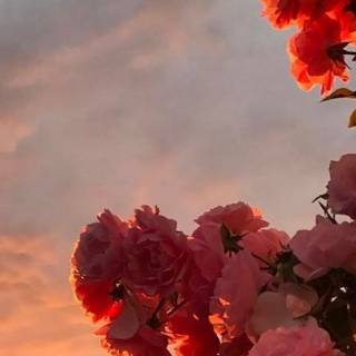 Red spring flowers aesthetic wallpaper