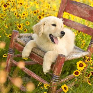 Cute animal spring wallpaper