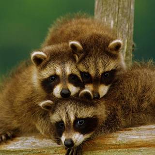 Cute animal spring wallpaper