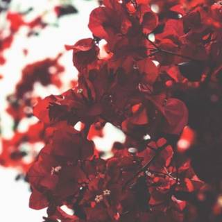 Red spring flowers aesthetic wallpaper