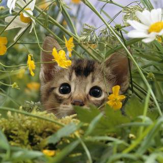 Cute animal spring wallpaper