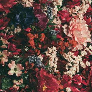 Red spring flowers aesthetic wallpaper