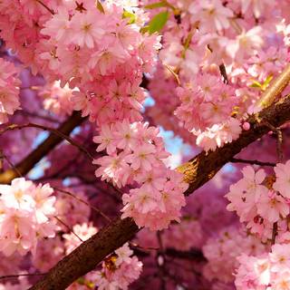 Red spring flowers aesthetic wallpaper