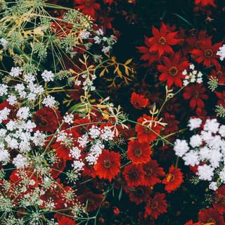 Red spring flowers aesthetic wallpaper