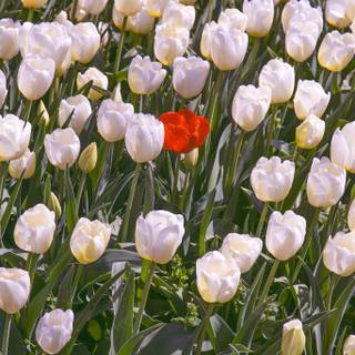 Red spring flowers aesthetic wallpaper