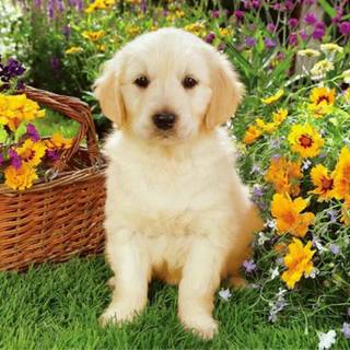 Cute animal spring wallpaper