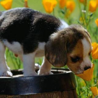 Cute animal spring wallpaper