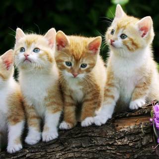 Cute animal spring wallpaper