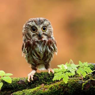 Cute animal spring wallpaper