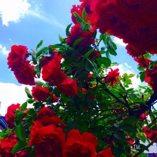 Red spring flowers aesthetic wallpaper