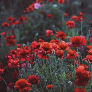 Red spring flowers aesthetic wallpaper