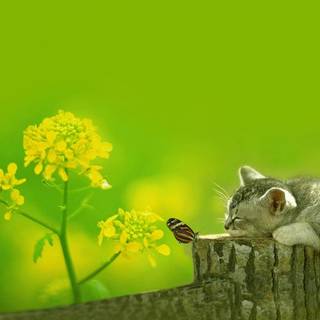 Cute animal spring wallpaper