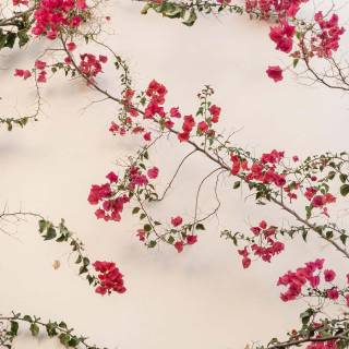 Red spring flowers aesthetic wallpaper
