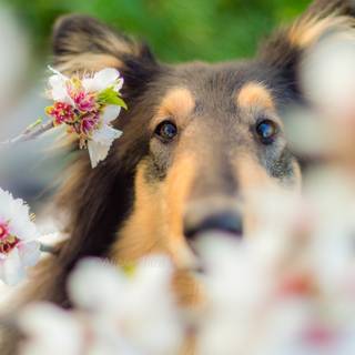 Cute animal spring wallpaper