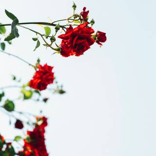 Red spring flowers aesthetic wallpaper