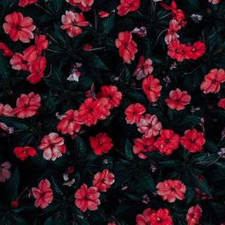Red spring flowers aesthetic wallpaper