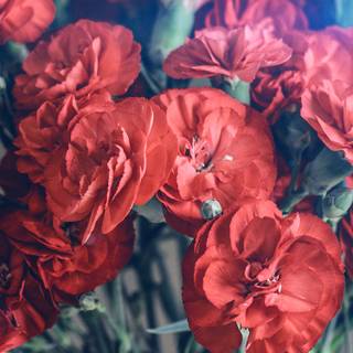 Red spring flowers aesthetic wallpaper