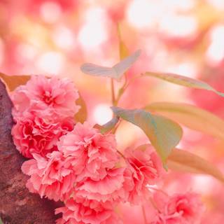 Red spring flowers aesthetic wallpaper