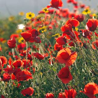 Red spring flowers aesthetic wallpaper