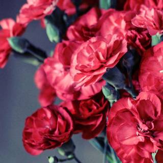 Red spring flowers aesthetic wallpaper