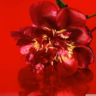 Red spring flowers aesthetic wallpaper