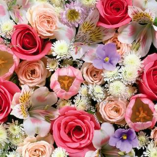 Pink and red spring wallpaper