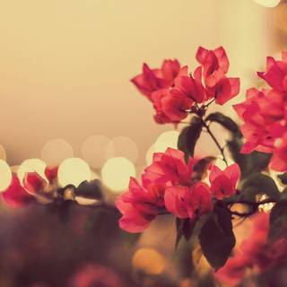 Red spring flowers aesthetic wallpaper