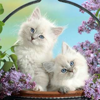 Cute animal spring wallpaper