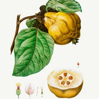 Cydonia oblonga wallpaper