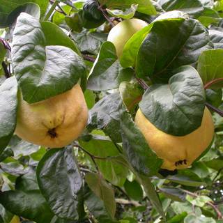 Cydonia oblonga wallpaper